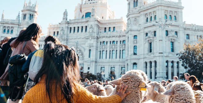 Rebaño de ovejas en Cibeles durante la Fiesta de la Trashumancia de Madrid